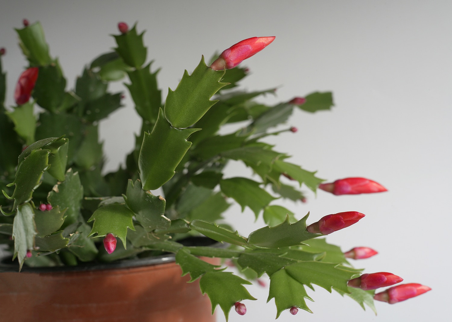 Christmas cactus